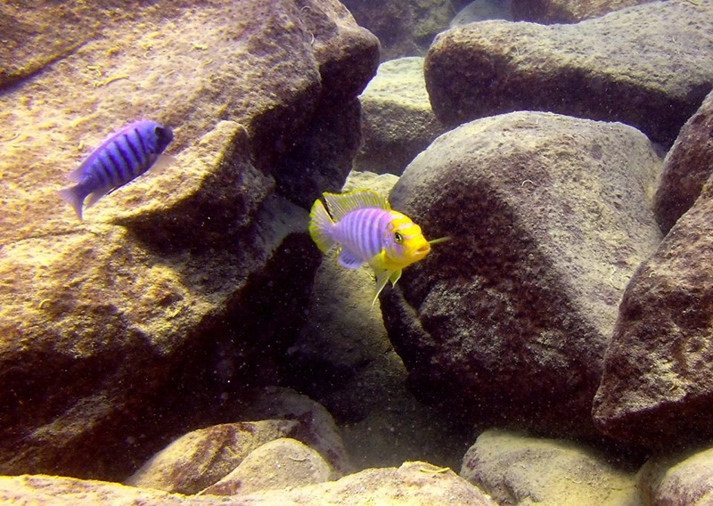 Maylandia hajomaylandi 'Chizumulu Island'